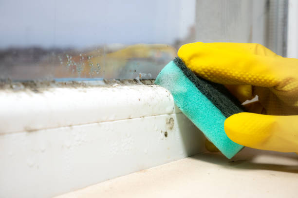 Best Insurance-Related Mold Remediation in Atkins, IA